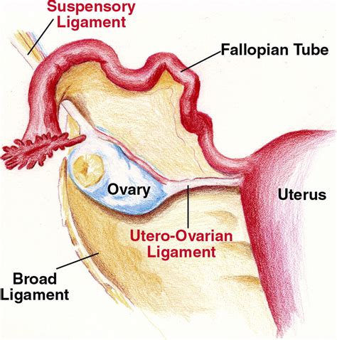 Ovarian ligament   Location, Anatomy, Function and Pictures