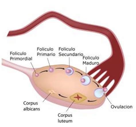 Ovario Poliquistico | Sintomas Causas Tratamiento ...