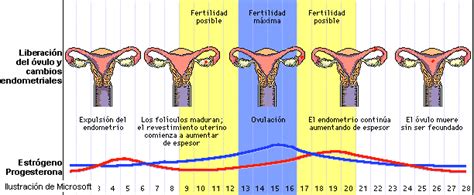 Ovarios : Fisiologia del ovario  Jennifer Esguerra