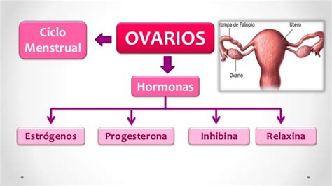 Ovarios