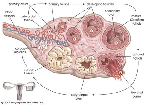 Ovary | animal and human | Britannica.com