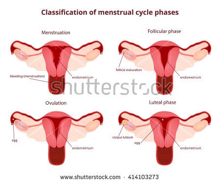 Ovary Stock Photos, Images, & Pictures | Shutterstock
