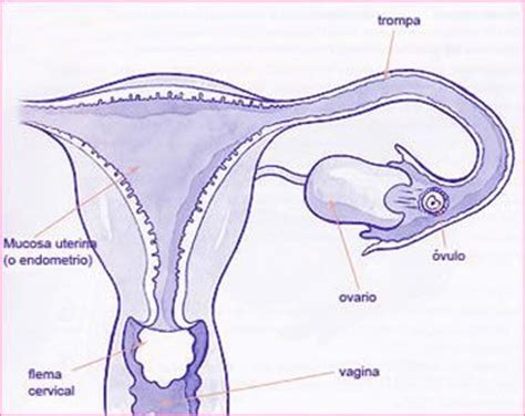 Ovulación: síntomas y pruebas para detectarla   Embarazo10.com
