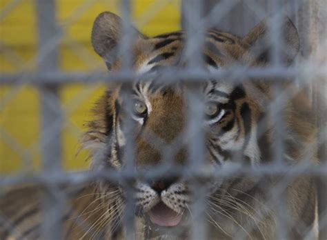 Owner of  Tony  the truck stop tiger:  I m not going to ...
