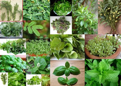 PADDU S TIP HOUSE: HERBS AND LEAFY VEGETABLES