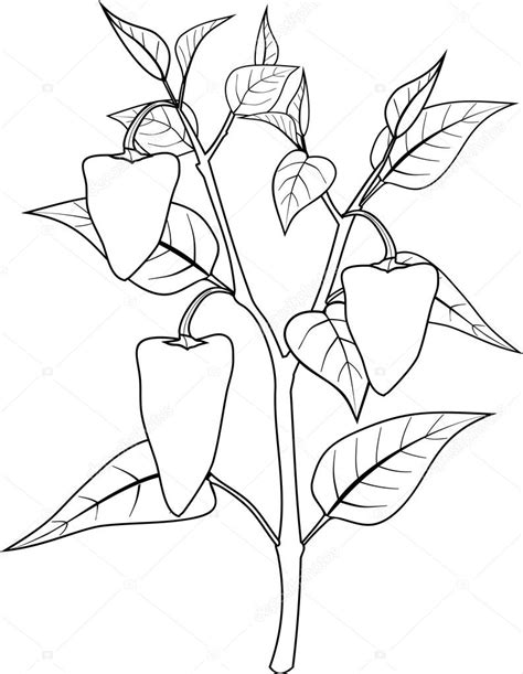 Página con pimienta en la planta para colorear — Vector de ...