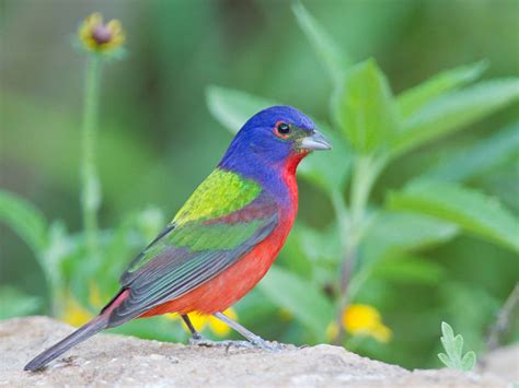 Painted Bunting | The Life of Animals