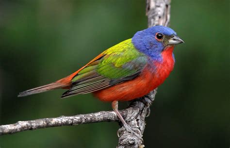 Painted bunting   The Nature Fan