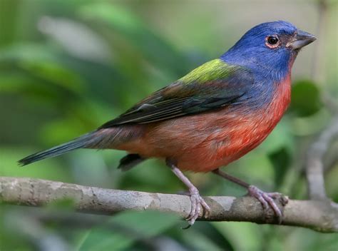 Painted bunting   Wikipedia