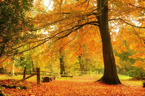 paisaje de otoño colores planeta forest fall autumn ...