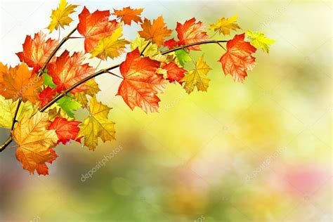 Paisaje de otoño. Hermosas hojas. paisaje. Árboles ...