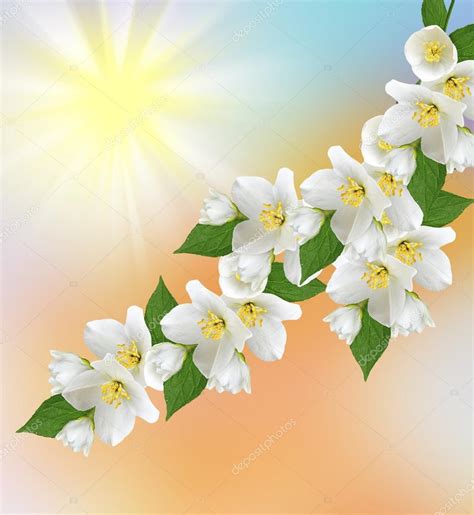 Paisaje de primavera con delicadas flores de jazmín — Foto ...