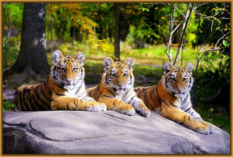 Paisajes con Tigres en Paisajes Naturales | Fotos de Tigres