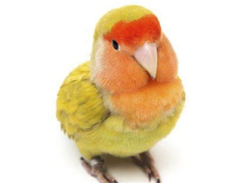 Pájaro Agapornis: características y cuidados   Bekia Mascotas