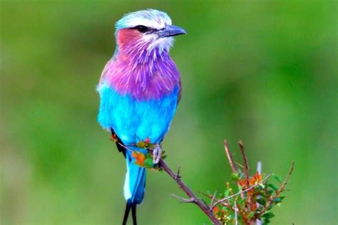 Pájaro azul con colores púrpura  5927