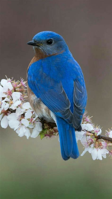 Pájaro azul | ZZZY   ANIMALES variados | Pinterest | Aves ...