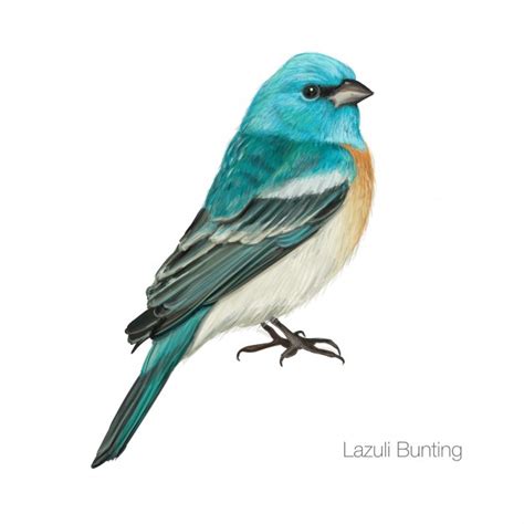 Pájaro cardenal azul exótico | Descargar Vectores Premium