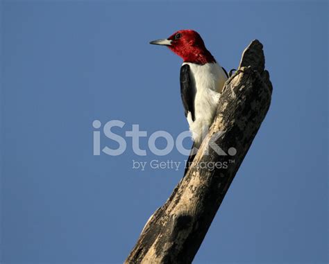 Pájaro Carpintero Cabeza Roja Posando fotografías de stock ...