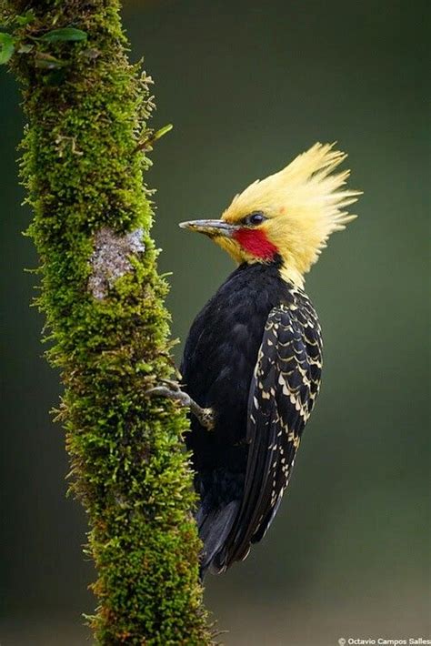 Pájaro con cresta amarilla | Animales | Pinterest