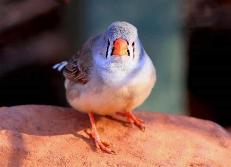 Pájaro diamante: características, alimentación, hábitat y más
