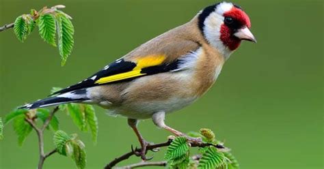 Pájaro jilguero: características, alimentación, hábitat y mas.