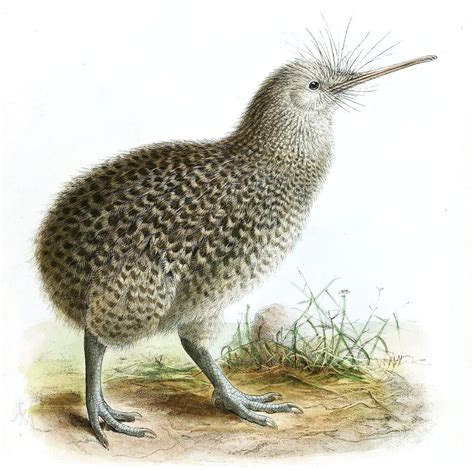 Pájaro Kiwi, características, alimentación, habitad y mas