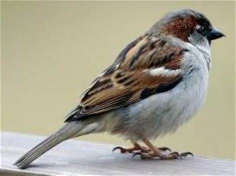 pajaromundo: Pájaros de ciudad
