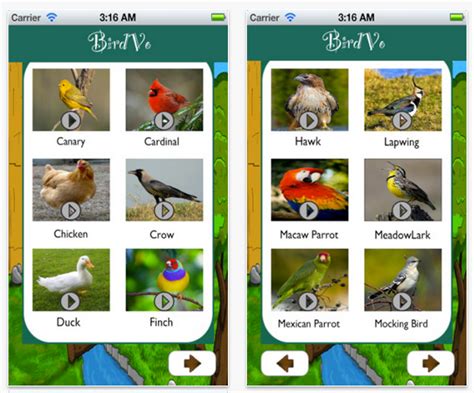 Pájaros confundidos por apps que trinan : Applicantes ...