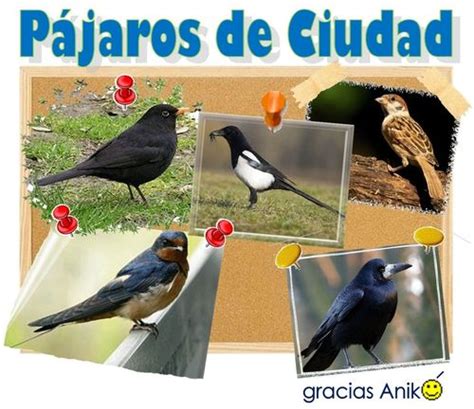 Pájaros de Ciudad: Fotos   FormulaTV