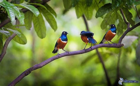 Pájaros en una rama