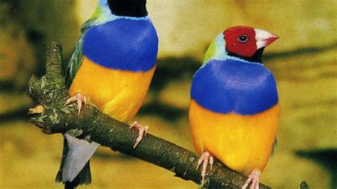 Pajaros exóticos cantando   Exotic Birds Singing   YouTube