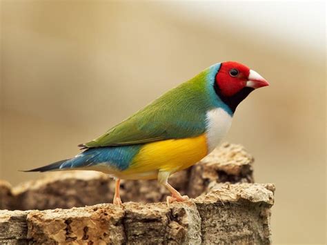 PAJAROS EXOTICOS 】 Nombres, Características, Fotos, y Más