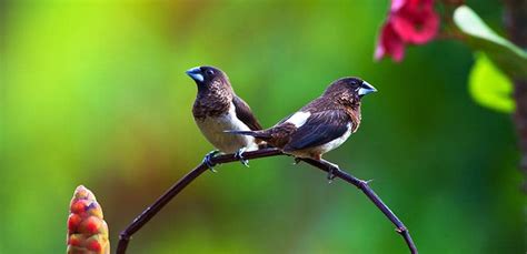 PAJAROS EXOTICOS 】 Nombres, Características, Fotos, y Más