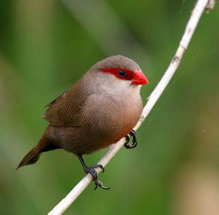 Pájaros tropicales | Animales | Pinterest