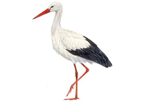 [Pájaros Urbanos] – La Cigüeña Blanca – Ambientales y Energía