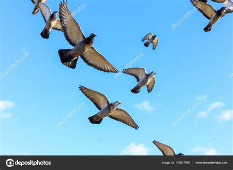 pájaros volando en el cielo — Foto de stock © Fotorudi ...