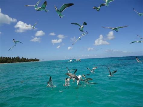 Pajaros y peces alimentandose   Picture of Isla Saona ...