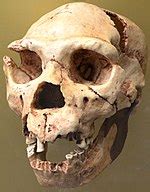 Paleolithic   Wikipedia
