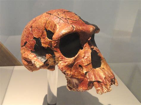 Paleolítico inferior   Wikipedia, la enciclopedia libre