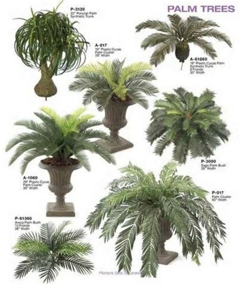 Palm Tree Types As Houseplants – Hardy Exotic Solutions ...