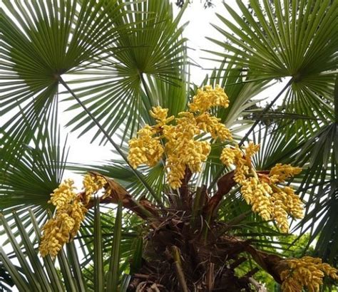 Palmáceas Archives   Ideas para jardines y decoración