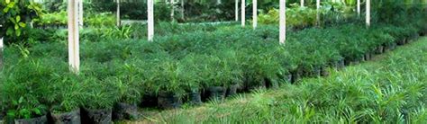 Palmeral.org   Vivero de palmeras Tekat Yucatán   cultivos ...
