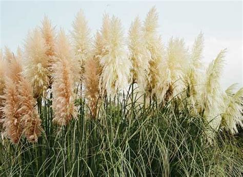 Pampas Grass Considered Invasive Weed