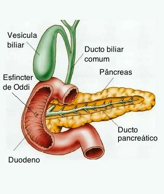 Pâncreas e o suco pancreático   Funções da Glândula