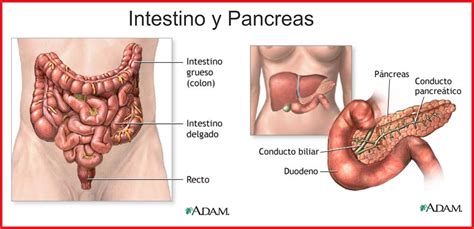 Pancreas: Que Funcion Tiene El Pancreas