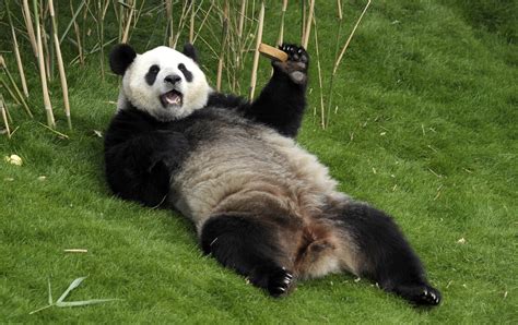 Panda Facts: 20 Interesting Facts About Giant Pandas ...