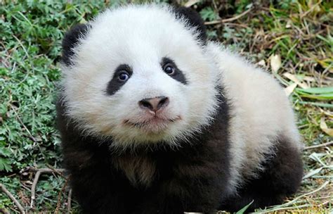 Panda gigante deja de ser una especie en peligro de ...