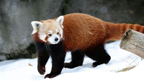 Panda rojo: el animal único en su especie que disfruta de ...