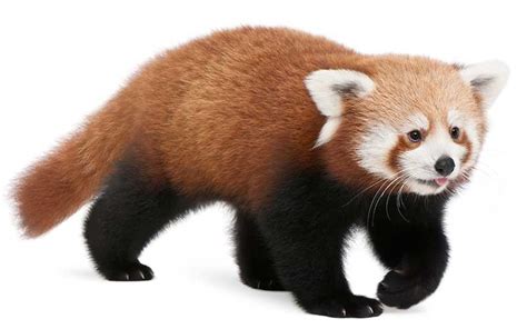 Panda Rojo   Información y Características