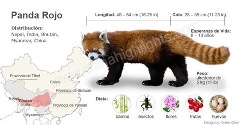 Panda Rojo, panda de china   viaje a china.com